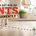 How to get rid of ants permanently in your house by finding ant trails, using ant bait, and preventing future infestations
