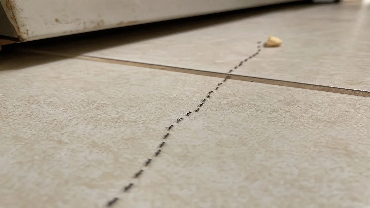 Trail of little black ants marching across a kitchen tile floor toward a food crumb