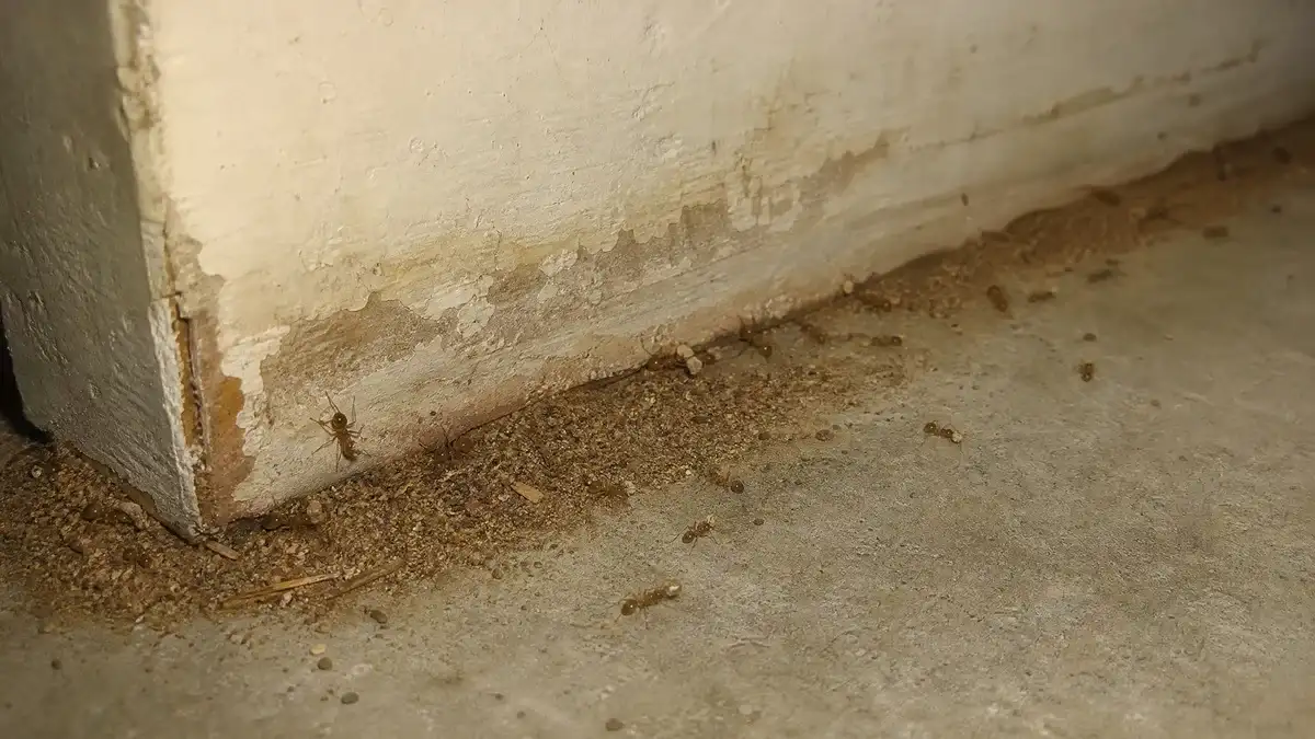 Moisture ants carrying soil near water-damaged baseboard in basement corner — Lasius ant infestation sign