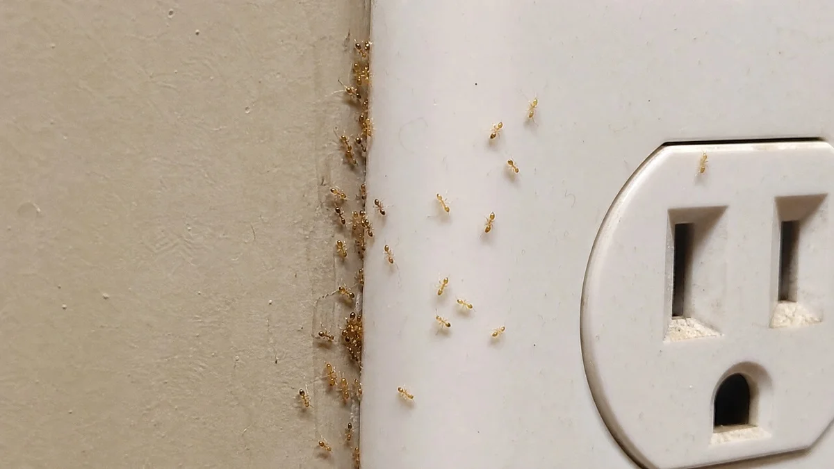 Pharaoh ants nesting near kitchen electrical outlet — pale yellow translucent ants infestation indoors