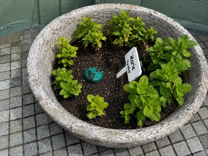 Line of ants following a scent trail across a doorstep with a potted mint plant placed nearby.