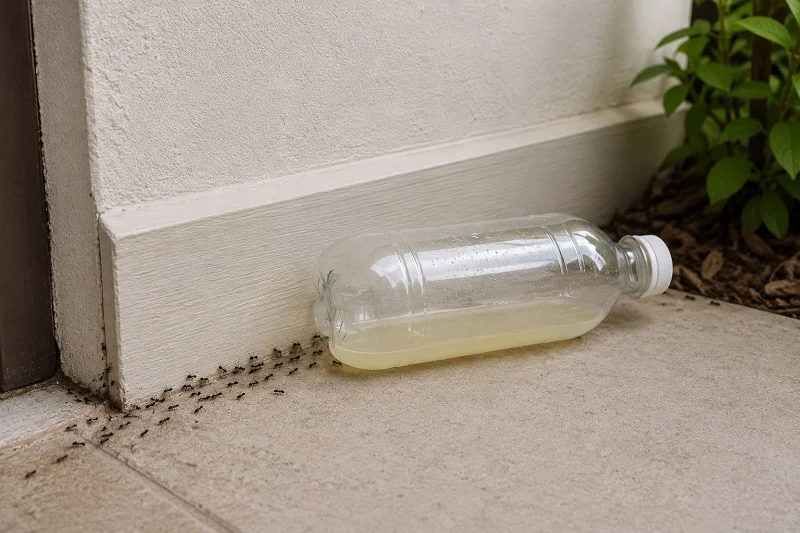 Homemade ant trap with a plastic bottle placed near a wall and ant entry point