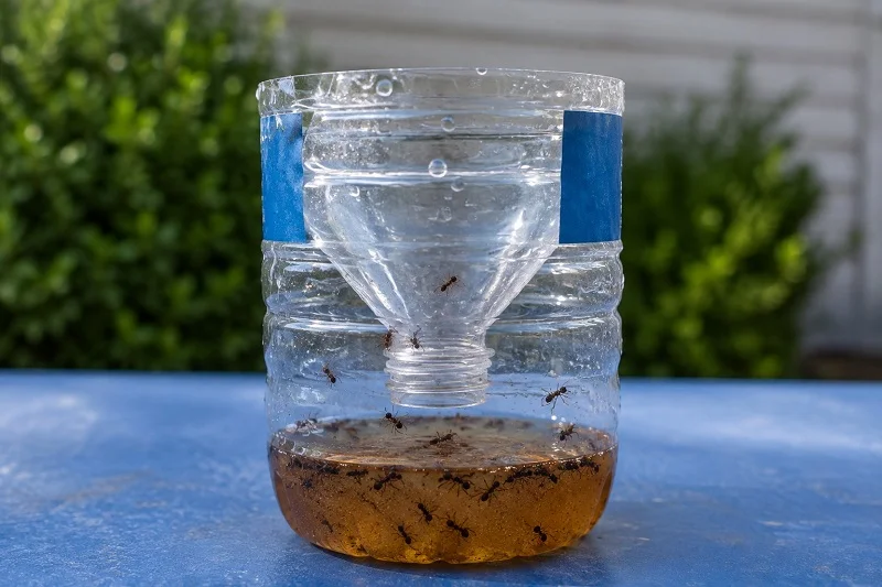 Plastic bottle ant trap with a small side opening