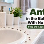 Ants in the bathroom with no food crawling near a sink and dripping faucet