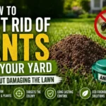 Ant mound and bait station in a green lawn showing lawn-safe yard ant control