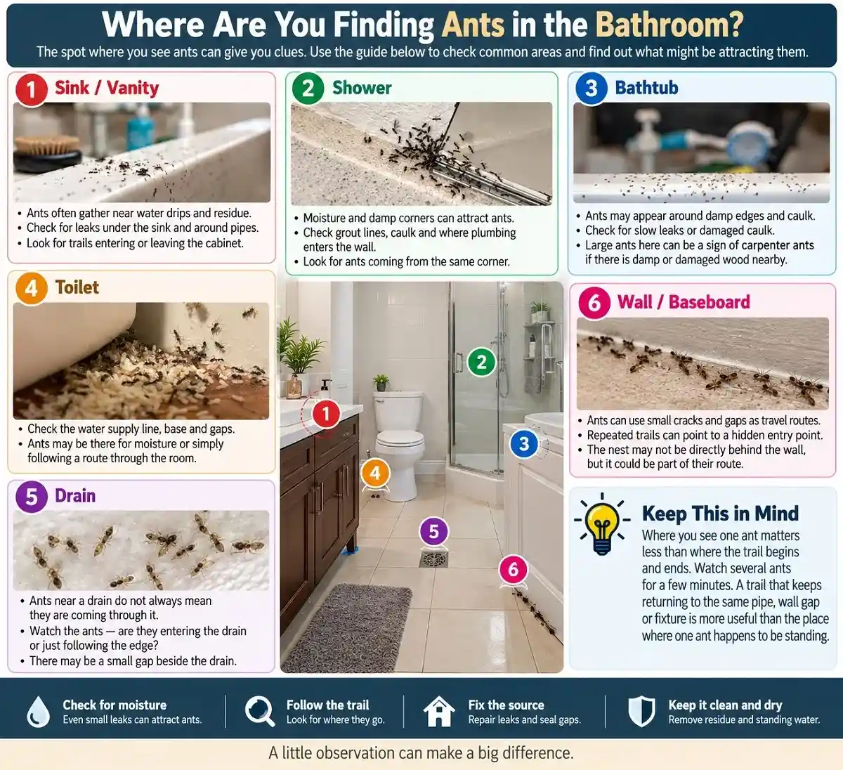 Where Ants Hide and Travel in the Bathroom