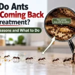Ants returning after treatment with a hidden colony illustration showing why the infestation may continue.