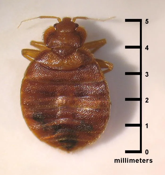 Adult bed bug (Cimex lectularius) seen from above next to a 0 to 5 mm scale