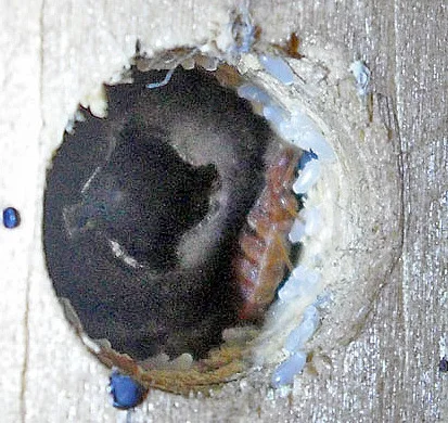 Bed bug eggs clustered in a crevice next to an adult bed bug