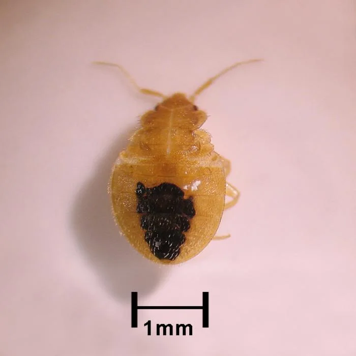 Bed bug nymph after feeding, its dark abdomen showing the blood meal through the pale body