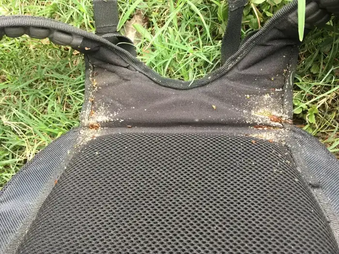 Shed bed bug skins and dark fecal spots clustered along a fabric seam