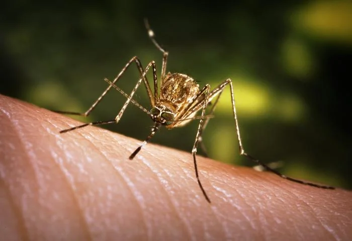 A female mosquito feeding on human skin, its abdomen swelling as it takes a blood meal